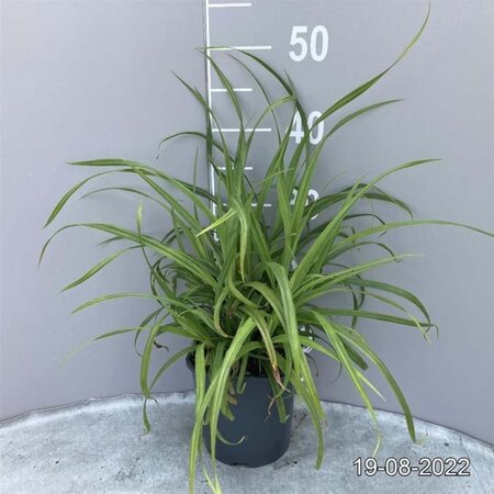 Carex pendula geen maat specificatie cont. 2,0L - afbeelding 6
