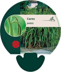 Carex pendula geen maat specificatie 0,55L/P9cm - afbeelding 7