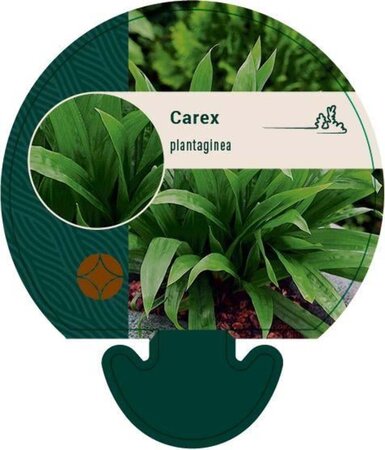 Carex plantaginea geen maat specificatie 0,55L/P9cm - afbeelding 1