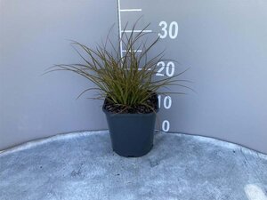 Carex testacea 'Prairie Fire' geen maat specificatie cont. 2,0L - afbeelding 6