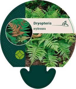 Dryopteris erythrosora geen maat specificatie 0,55L/P9cm - afbeelding 5