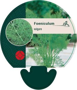 Foeniculum vulgare geen maat specificatie 0,55L/P9cm - afbeelding 5