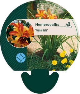 Hemerocallis 'Frans Hals' geen maat specificatie 0,55L/P9cm - afbeelding 2