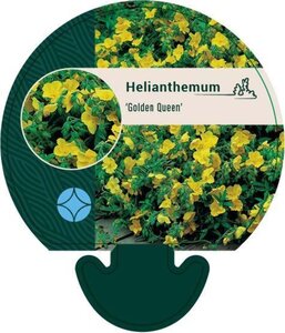 Helianthemum 'Golden Queen' geen maat specificatie 0,55L/P9cm - afbeelding 3