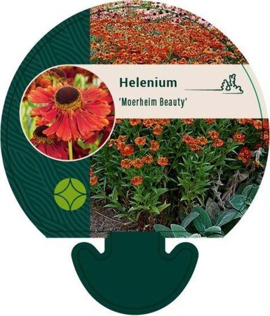 Helenium 'Moerheim Beauty' geen maat specificatie 0,55L/P9cm - afbeelding 3