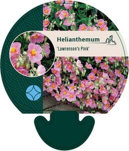 Helianthemum 'Lawrenson's Pink' geen maat specificatie 0,55L/P9cm - afbeelding 2