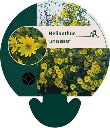 Helianthus 'Lemon Queen' geen maat specificatie 0,55L/P9cm