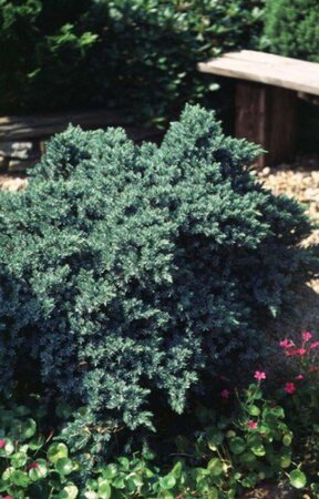 Juniperus squamata 'Blue Star' 15-20 cm cont. 2,0L - afbeelding 2