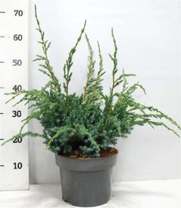 Juniperus squamata 'Meyeri' 30-40 cm cont. 5,0L - afbeelding 1