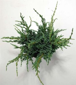 Juniperus squamata 'Meyeri' 30-40 cm cont. 5,0L - afbeelding 2
