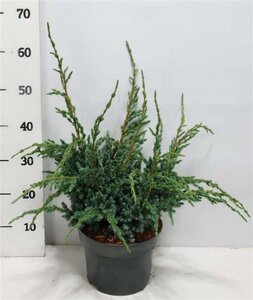 Juniperus squamata 'Meyeri' 30-40 cm cont. 5,0L - afbeelding 3
