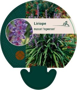 Liriope muscari 'Ingwersen' geen maat specificatie 0,55L/P9cm - afbeelding 2