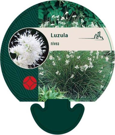 Luzula nivea geen maat specificatie 0,55L/P9cm - afbeelding 7