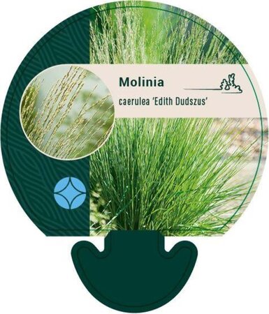Molinia caerulea 'Edith Dudszus' geen maat specificatie 0,55L/P9cm - afbeelding 7