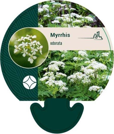 Myrrhis odorata geen maat specificatie 0,55L/P9cm - afbeelding 6