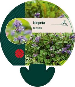 Nepeta mussinii geen maat specificatie 0,55L/P9cm - afbeelding 2