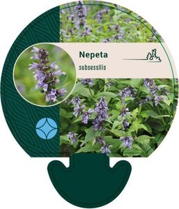Nepeta subsessilis geen maat specificatie 0,55L/P9cm