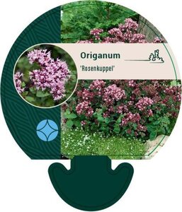 Origanum 'Rosenkuppel' geen maat specificatie 0,55L/P9cm