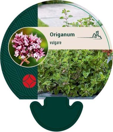 Origanum vulgare geen maat specificatie 0,55L/P9cm - afbeelding 6
