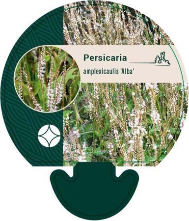 Persicaria a. 'Alba' geen maat specificatie 0,55L/P9cm - afbeelding 2