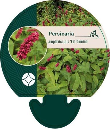 Persicaria a. 'Fat Domino' geen maat specificatie 0,55L/P9cm - afbeelding 2