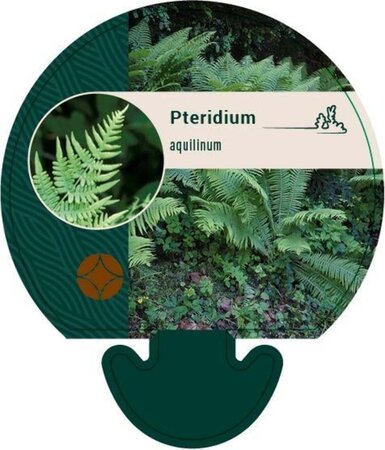 Pteridium aquilinum geen maat specificatie 0,55L/P9cm - afbeelding 2