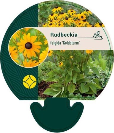 Rudbeckia f. 'Goldsturm' geen maat specificatie 0,55L/P9cm - afbeelding 2
