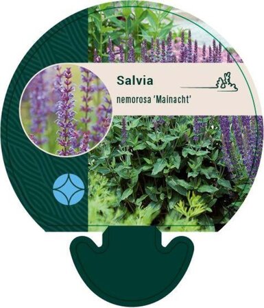 Salvia nem. 'Mainacht' geen maat specificatie 0,55L/P9cm - afbeelding 1