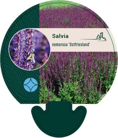 Salvia nem. 'Ostfriesland' geen maat specificatie 0,55L/P9cm - afbeelding 2