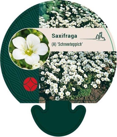 Saxifraga (A) 'Schneeteppich' geen maat specificatie 0,55L/P9cm - afbeelding 1