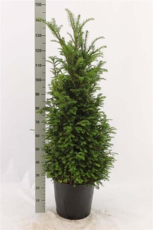 Taxus baccata 100-120 cm cont. 12L - afbeelding 1
