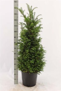 Taxus baccata 100-120 cm cont. 12L - afbeelding 2
