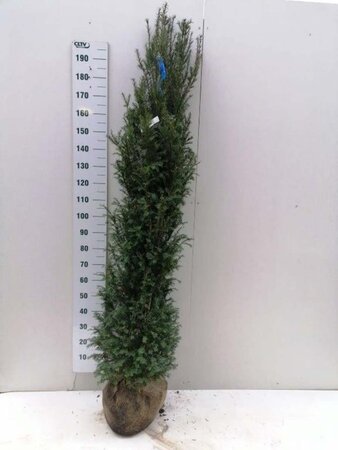 Taxus baccata 150-175 cm met kluit - afbeelding 3