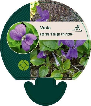 Viola odorata 'Königin Charlotte' geen maat specificatie 0,55L/P9cm