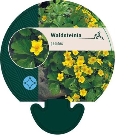 Waldsteinia geoides geen maat specificatie 0,55L/P9cm - afbeelding 4