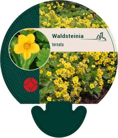 Waldsteinia ternata geen maat specificatie 0,55L/P9cm - afbeelding 9