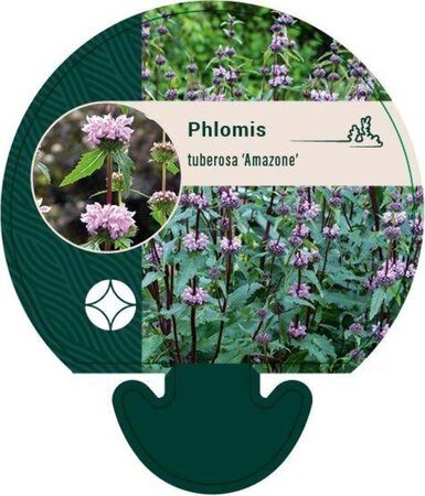 Phlomis tuberosa 'Amazone' geen maat specificatie 0,55L/P9cm