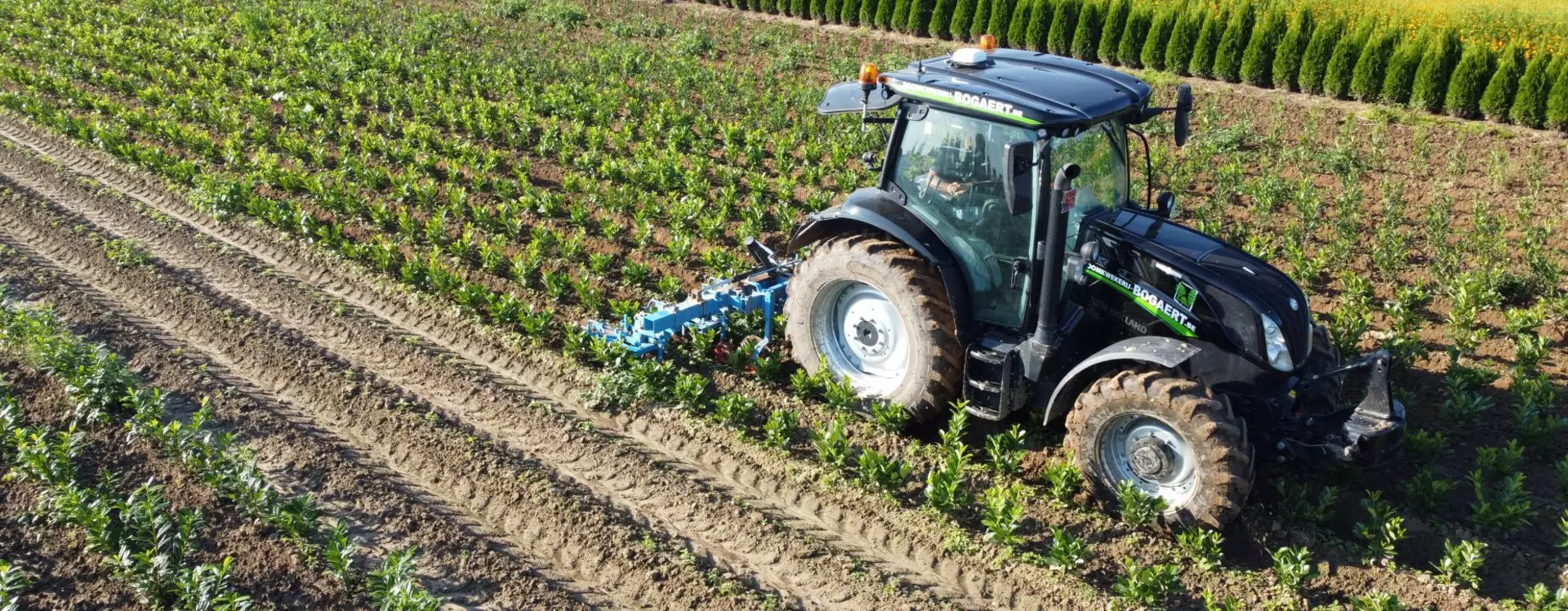 Specialist in medium to extra large trees and shrubs