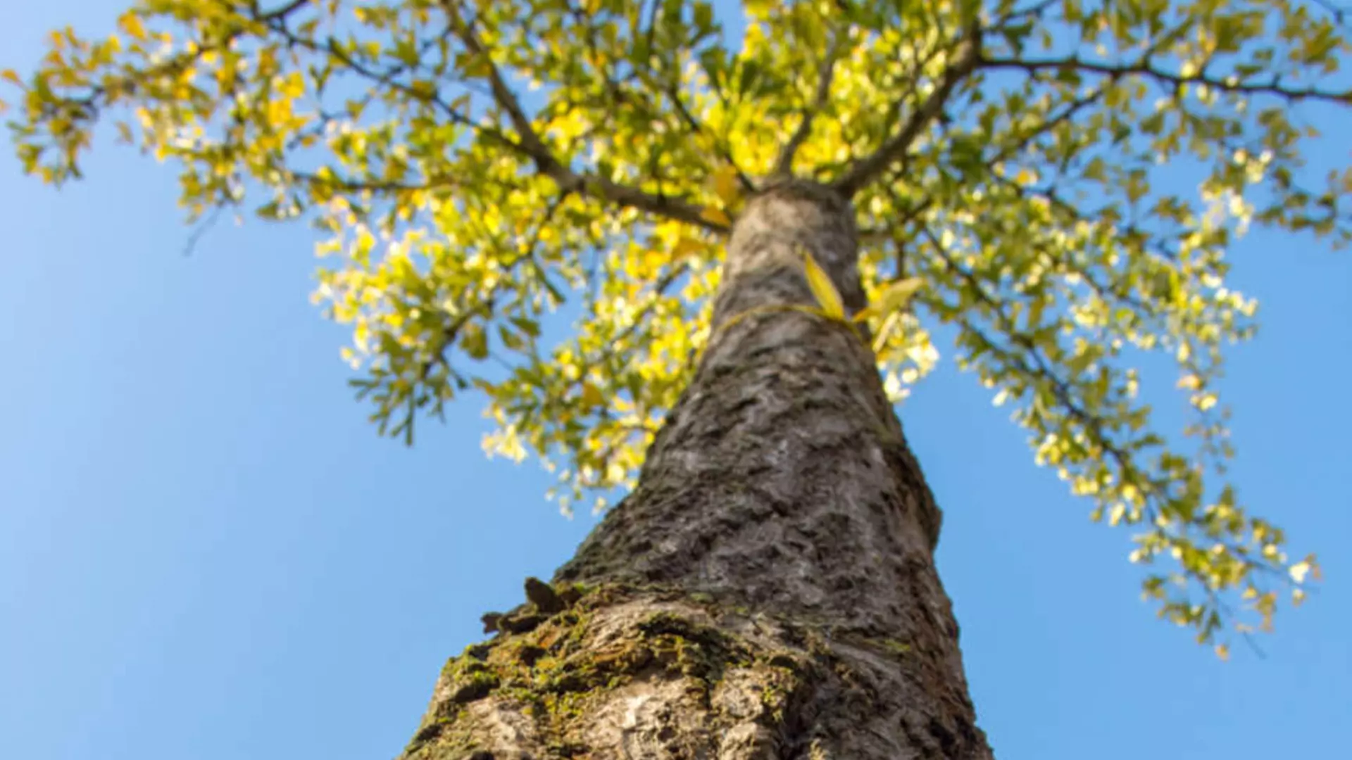 Specialist in medium tot zeer grote maten bomen en struiken