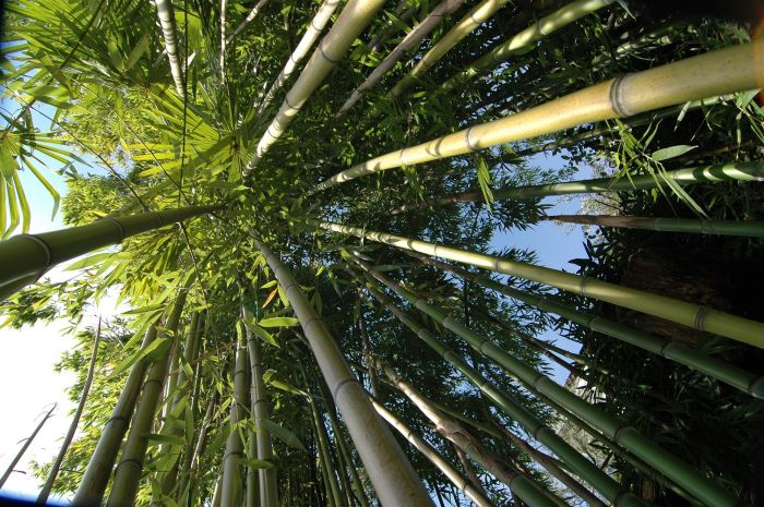 Hoe Bamboe Snoeien