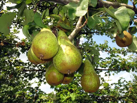 Fruitbomen en kleinfruit