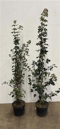 Acer campestre 150-175 cm cont. 7,5L - afbeelding 2