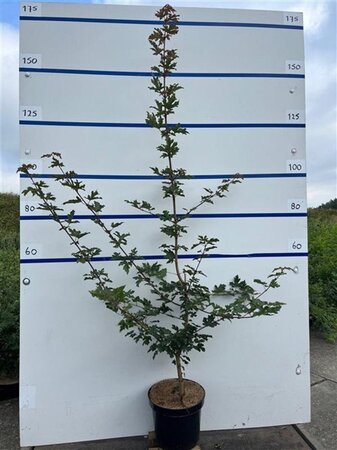 Acer campestre 150-175 cm cont. 7,5L - afbeelding 1