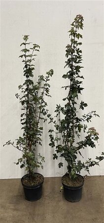 Acer campestre 150-175 cm cont. 7,5L - image 2