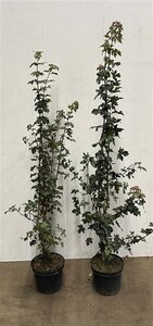 Acer campestre 150-175 cm cont. 7,5L - image 2