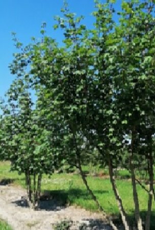 Acer campestre 200-250 cm draadkluit meerstammig