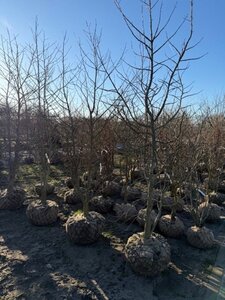 Acer campestre 250-300 cm draadkluit meerstammig - afbeelding 3