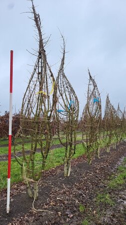 Acer campestre 250-300 cm draadkluit meerstammig - afbeelding 2
