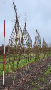 Acer campestre 250-300 cm draadkluit meerstammig - afbeelding 2