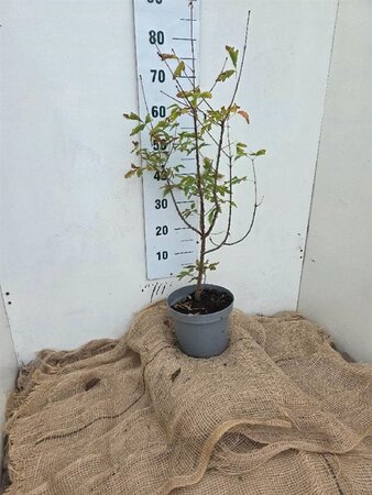 Acer griseum 60-80 cm cont. 5,0L - afbeelding 2
